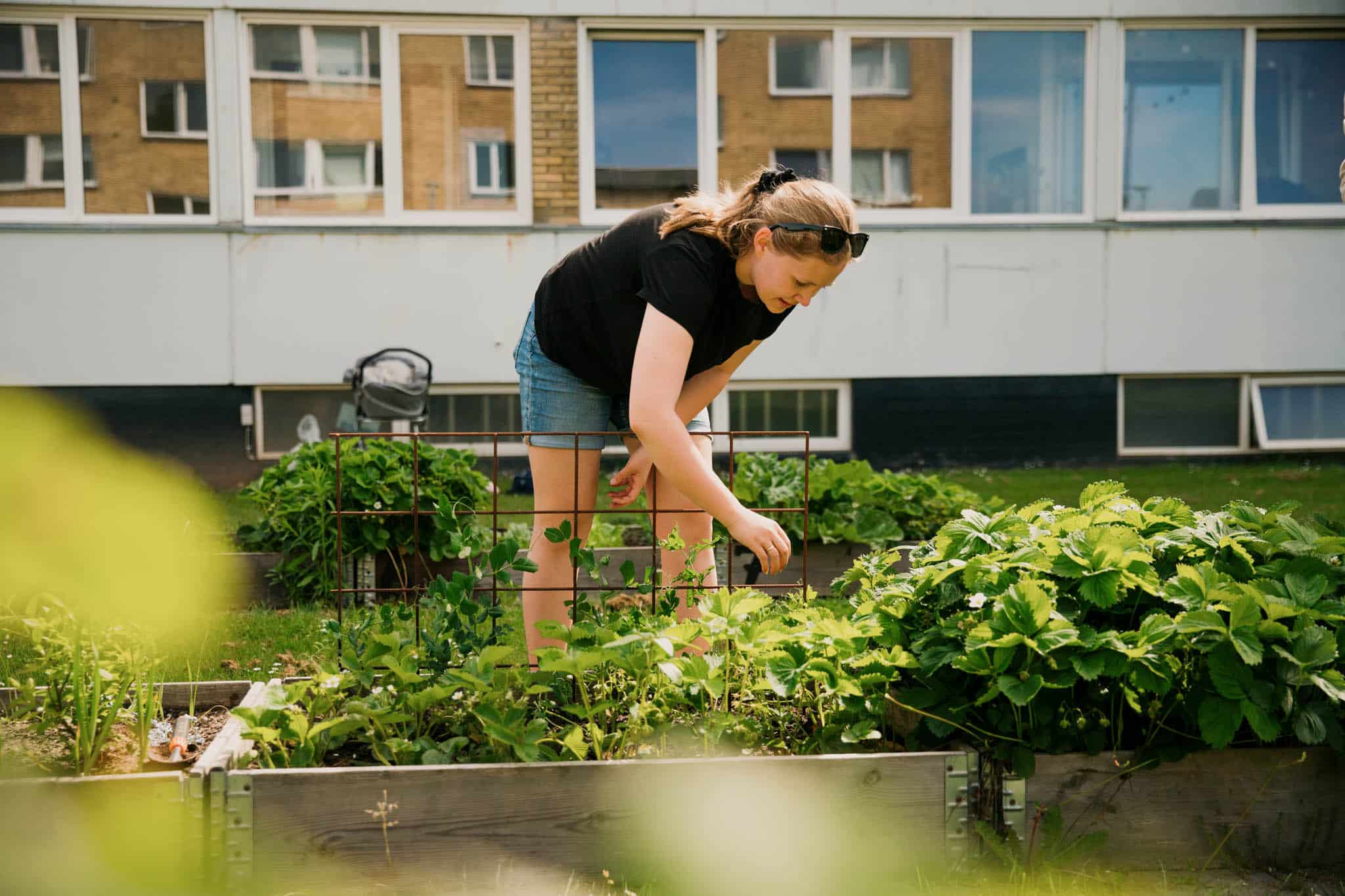 Gratis nyttehave til singler i Hejredalsparken